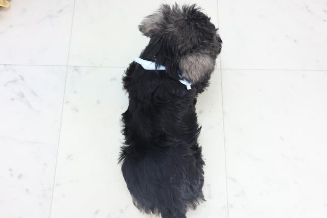 広島県のミニチュアシュナウザー (Coo&RIKU広島中央店/2025年11月14日生まれ/男の子/ソルトペッパー)の子犬の4枚目の画像