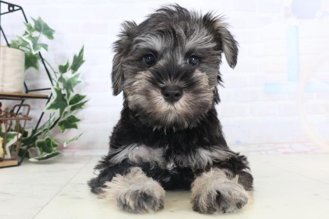 山口県のミニチュアシュナウザー (Coo&RIKUシーモール下関店/2025年11月14日生まれ/女の子/ソルトペッパー)の子犬の1枚目の画像