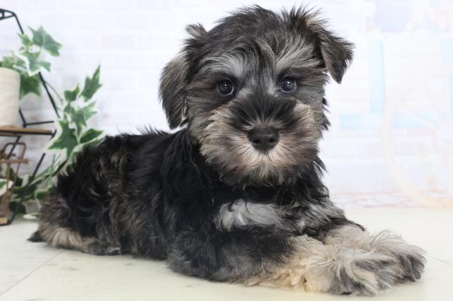 山口県のミニチュアシュナウザー (Coo&RIKUシーモール下関店/2025年11月14日生まれ/女の子/ソルトペッパー)の子犬の2枚目の画像