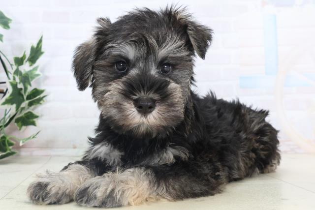 山口県のミニチュアシュナウザー (Coo&RIKUシーモール下関店/2025年11月14日生まれ/女の子/ソルトペッパー)の子犬の3枚目の画像