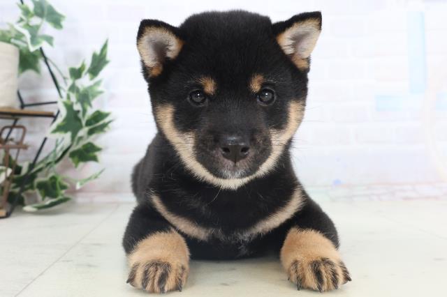 静岡県の豆柴 (Coo&RIKU沼津店/2025年11月14日生まれ/男の子/黒)の子犬の1枚目の画像