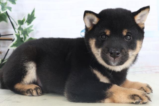 静岡県の豆柴 (Coo&RIKU沼津店/2025年11月14日生まれ/男の子/黒)の子犬の2枚目の画像