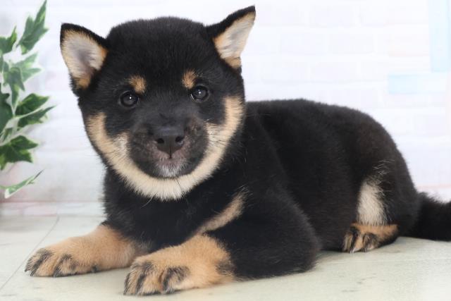 静岡県の豆柴 (Coo&RIKU沼津店/2025年11月14日生まれ/男の子/黒)の子犬の3枚目の画像