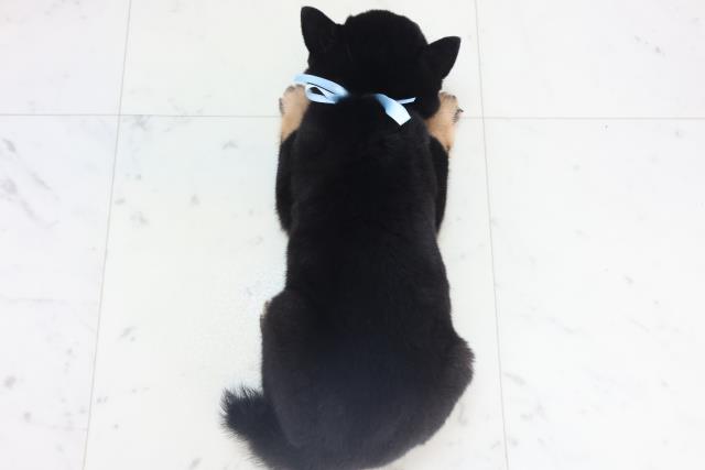 静岡県の豆柴 (Coo&RIKU沼津店/2025年11月14日生まれ/男の子/黒)の子犬の4枚目の画像