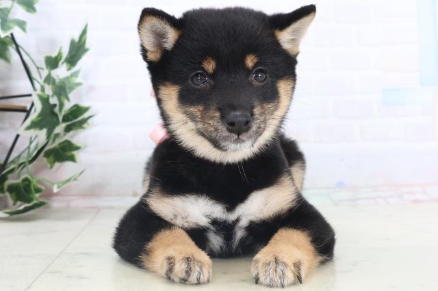 静岡県の豆柴 (Coo&RIKU静岡SBS通り店/2025年11月14日生まれ/女の子/黒)の子犬の1枚目の画像