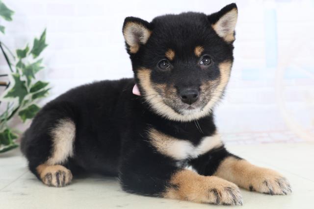 静岡県の豆柴 (Coo&RIKU静岡SBS通り店/2025年11月14日生まれ/女の子/黒)の子犬の2枚目の画像