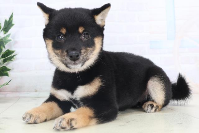 静岡県の豆柴 (Coo&RIKU静岡SBS通り店/2025年11月14日生まれ/女の子/黒)の子犬の3枚目の画像