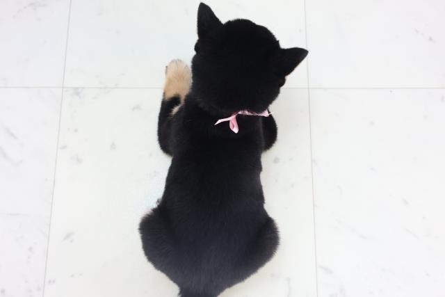 静岡県の豆柴 (Coo&RIKU静岡SBS通り店/2025年11月14日生まれ/女の子/黒)の子犬の4枚目の画像