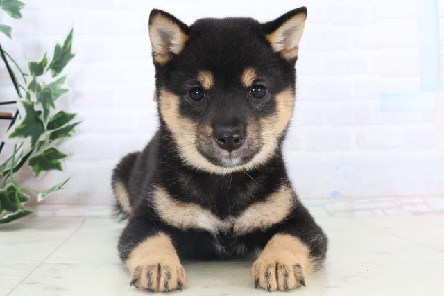 静岡県の豆柴 (Coo&RIKU藤枝店/2025年11月14日生まれ/女の子/黒)の子犬の1枚目の画像