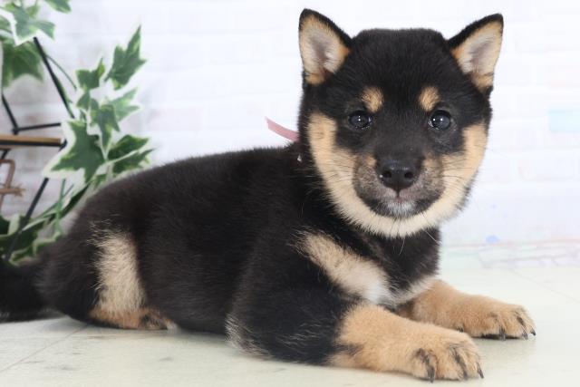 静岡県の豆柴 (Coo&RIKU藤枝店/2025年11月14日生まれ/女の子/黒)の子犬の2枚目の画像