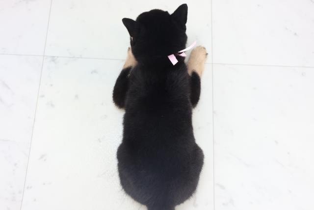 静岡県の豆柴 (Coo&RIKU藤枝店/2025年11月14日生まれ/女の子/黒)の子犬の4枚目の画像