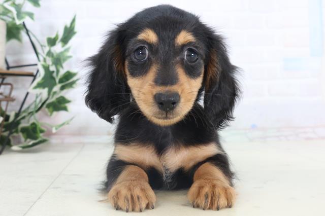 ミニチュア・ダックスフンド