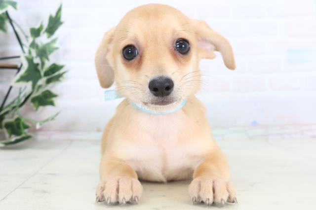 徳島県のチワックス(チワワ×ダックス) (Coo&RIKU徳島店/2025年11月14日生まれ/男の子/レッド)の子犬の1枚目の画像