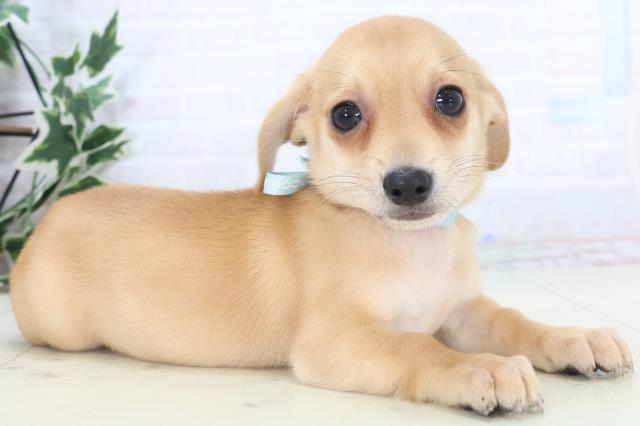 徳島県のチワックス(チワワ×ダックス) (Coo&RIKU徳島店/2025年11月14日生まれ/男の子/レッド)の子犬の2枚目の画像