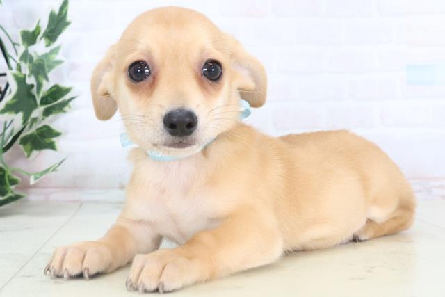 徳島県のチワックス(チワワ×ダックス) (Coo&RIKU徳島店/2025年11月14日生まれ/男の子/レッド)の子犬の3枚目の画像