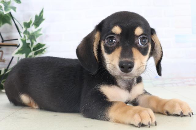 静岡県のチワックス(チワワ×ダックス) (Coo&RIKU静岡SBS通り店/2025年11月14日生まれ/男の子/ブラックタン)の子犬の2枚目の画像