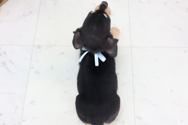 静岡県のチワックス(チワワ×ダックス) (Coo&RIKU静岡SBS通り店/2025年11月14日生まれ/男の子/ブラックタン)の子犬の4枚目の画像