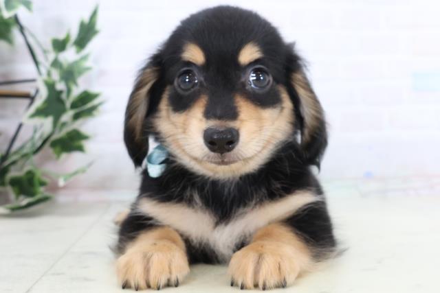 山口県のチワックス(チワワ×ダックス) (Coo&RIKUシーモール下関店/2025年11月14日生まれ/男の子/ブラックタン)の子犬の1枚目の画像