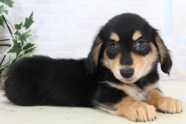 山口県のチワックス(チワワ×ダックス) (Coo&RIKUシーモール下関店/2025年11月14日生まれ/男の子/ブラックタン)の子犬の2枚目の画像