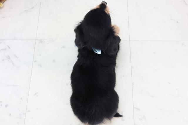 山口県のチワックス(チワワ×ダックス) (Coo&RIKUシーモール下関店/2025年11月14日生まれ/男の子/ブラックタン)の子犬の4枚目の画像