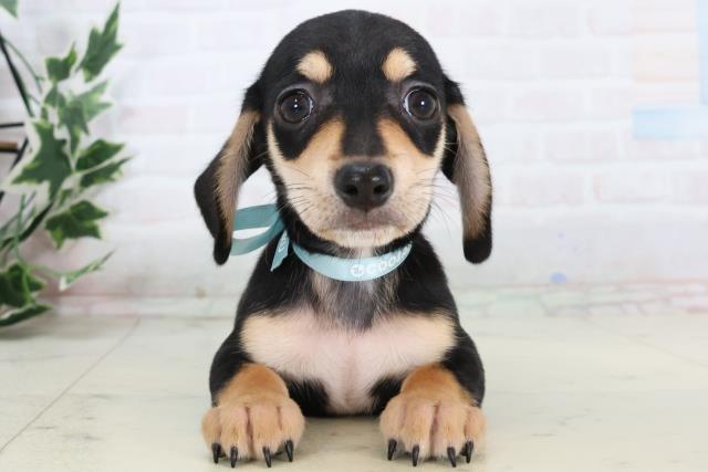 広島県のチワックス(チワワ×ダックス) (Coo&RIKU福山店/2025年11月14日生まれ/男の子/ブラックタン)の子犬の1枚目の画像