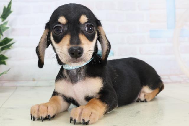 広島県のチワックス(チワワ×ダックス) (Coo&RIKU福山店/2025年11月14日生まれ/男の子/ブラックタン)の子犬の3枚目の画像