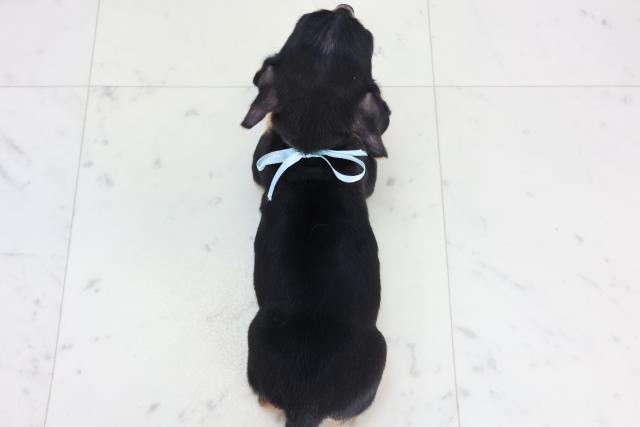 広島県のチワックス(チワワ×ダックス) (Coo&RIKU福山店/2025年11月14日生まれ/男の子/ブラックタン)の子犬の4枚目の画像