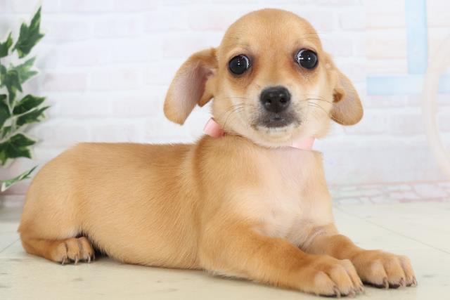 静岡県のチワックス(チワワ×ダックス) (Coo&RIKU掛川店/2025年11月14日生まれ/女の子/レッド)の子犬の2枚目の画像