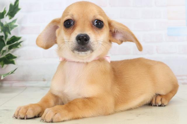 静岡県のチワックス(チワワ×ダックス) (Coo&RIKU掛川店/2025年11月14日生まれ/女の子/レッド)の子犬の3枚目の画像