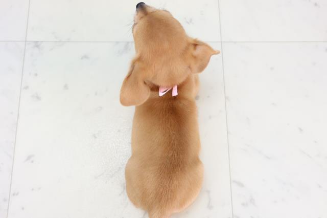 静岡県のチワックス(チワワ×ダックス) (Coo&RIKU掛川店/2025年11月14日生まれ/女の子/レッド)の子犬の4枚目の画像