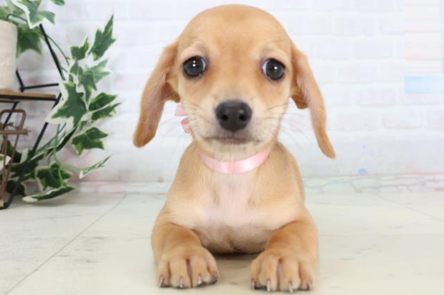 愛媛県のチワックス(チワワ×ダックス) (Coo&RIKU大洲店/2025年11月14日生まれ/女の子/レッド)の子犬の1枚目の画像