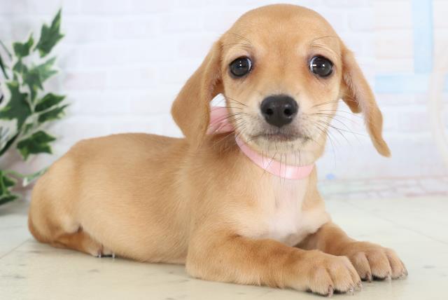 愛媛県のチワックス(チワワ×ダックス) (Coo&RIKU大洲店/2025年11月14日生まれ/女の子/レッド)の子犬の2枚目の画像