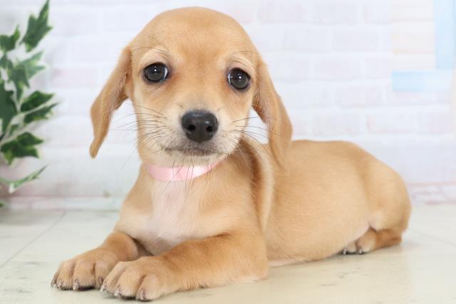 愛媛県のチワックス(チワワ×ダックス) (Coo&RIKU大洲店/2025年11月14日生まれ/女の子/レッド)の子犬の3枚目の画像