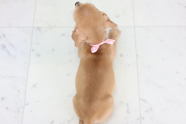 愛媛県のチワックス(チワワ×ダックス) (Coo&RIKU大洲店/2025年11月14日生まれ/女の子/レッド)の子犬の4枚目の画像