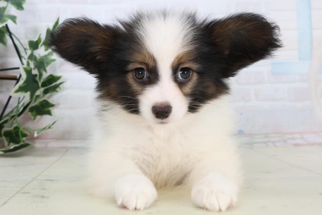 静岡県のパピヨン (Coo&RIKU藤枝店/2025年11月15日生まれ/男の子/トライカラー)の子犬の1枚目の画像