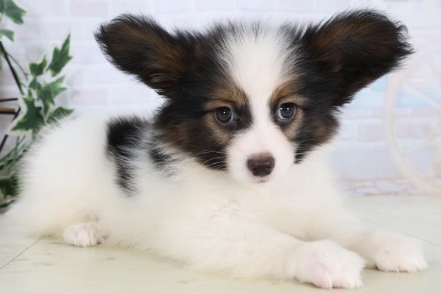 静岡県のパピヨン (Coo&RIKU藤枝店/2025年11月15日生まれ/男の子/トライカラー)の子犬の2枚目の画像