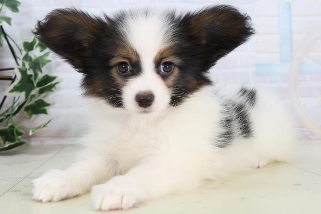 静岡県のパピヨン (Coo&RIKU藤枝店/2025年11月15日生まれ/男の子/トライカラー)の子犬の3枚目の画像