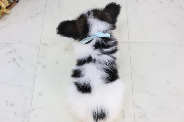 静岡県のパピヨン (Coo&RIKU藤枝店/2025年11月15日生まれ/男の子/トライカラー)の子犬の4枚目の画像