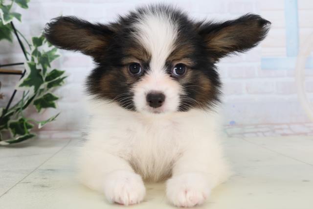 鳥取県のパピヨン (Coo&RIKUラ・ムー鳥取東店/2025年11月15日生まれ/男の子/トライカラー)の子犬