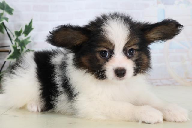 鳥取県のパピヨン (Coo&RIKUラ・ムー鳥取東店/2025年11月15日生まれ/男の子/トライカラー)の子犬の2枚目の画像