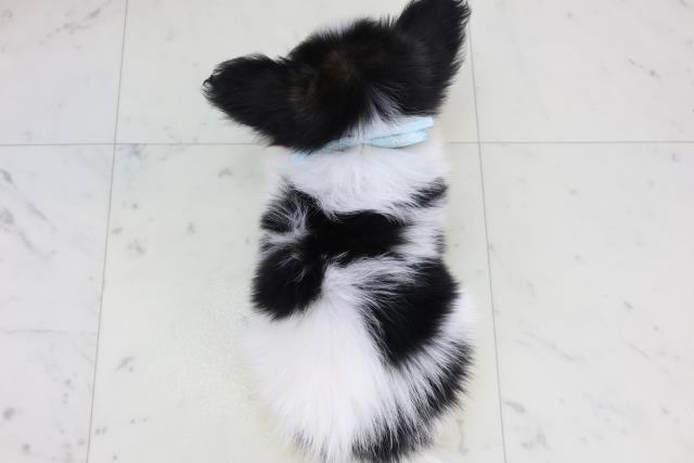 鳥取県のパピヨン (Coo&RIKUラ・ムー鳥取東店/2025年11月15日生まれ/男の子/トライカラー)の子犬の4枚目の画像