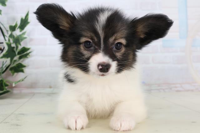 静岡県のパピヨン (Coo&RIKU沼津店/2025年11月15日生まれ/女の子/トライカラー)の子犬の1枚目の画像