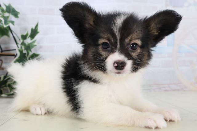 静岡県のパピヨン (Coo&RIKU沼津店/2025年11月15日生まれ/女の子/トライカラー)の子犬の2枚目の画像