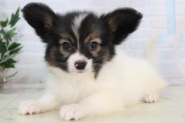 静岡県のパピヨン (Coo&RIKU沼津店/2025年11月15日生まれ/女の子/トライカラー)の子犬の3枚目の画像