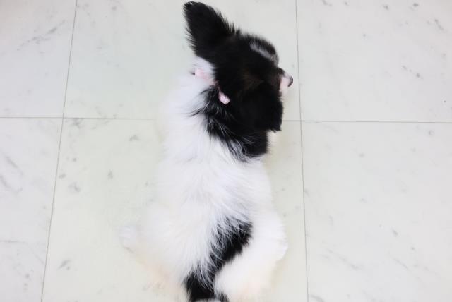 静岡県のパピヨン (Coo&RIKU沼津店/2025年11月15日生まれ/女の子/トライカラー)の子犬の4枚目の画像