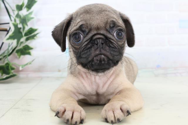 島根県のパグ (Coo&RIKU出雲店/2025年11月16日生まれ/男の子/フォーン)の子犬の1枚目の画像