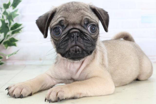 島根県のパグ (Coo&RIKU出雲店/2025年11月16日生まれ/男の子/フォーン)の子犬の3枚目の画像