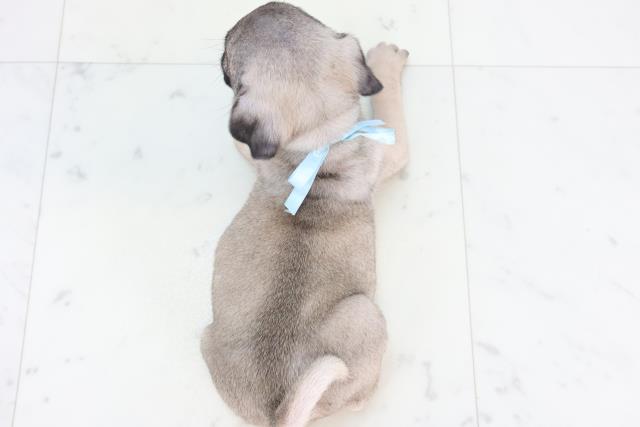 島根県のパグ (Coo&RIKU出雲店/2025年11月16日生まれ/男の子/フォーン)の子犬の4枚目の画像