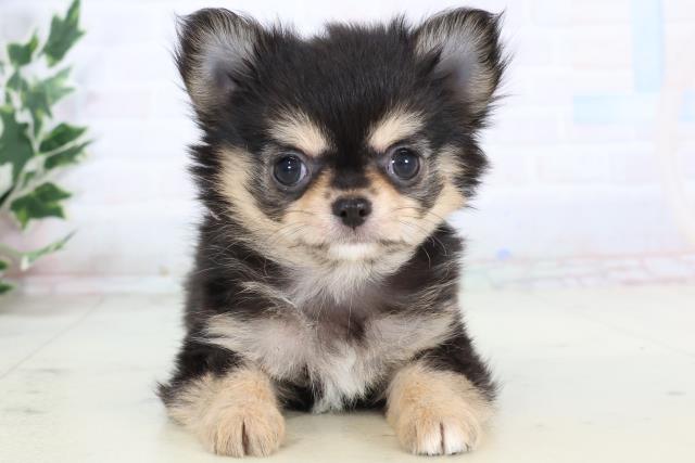 広島県のチワワ(ロング) (Coo&RIKU東広島店/2025年11月16日生まれ/女の子/ブラックタン)の子犬の1枚目の画像