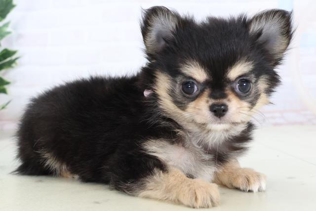 広島県のチワワ(ロング) (Coo&RIKU東広島店/2025年11月16日生まれ/女の子/ブラックタン)の子犬の2枚目の画像